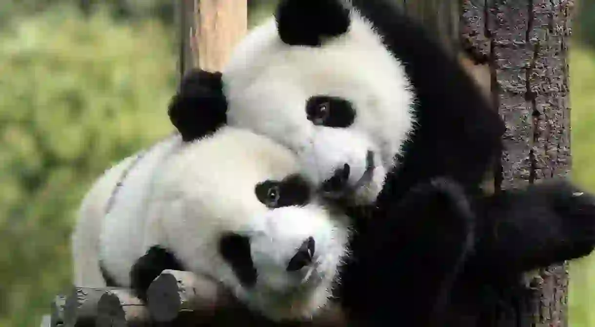 Pandas