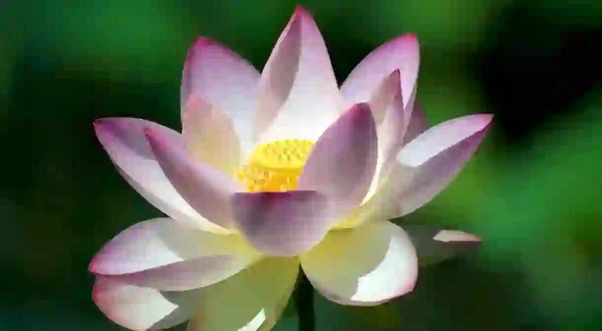 Lotus flower in bloom