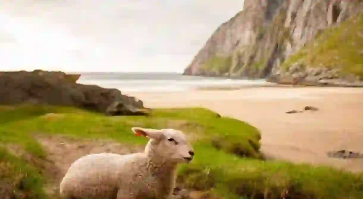 A lamb having kos time in Lofoten