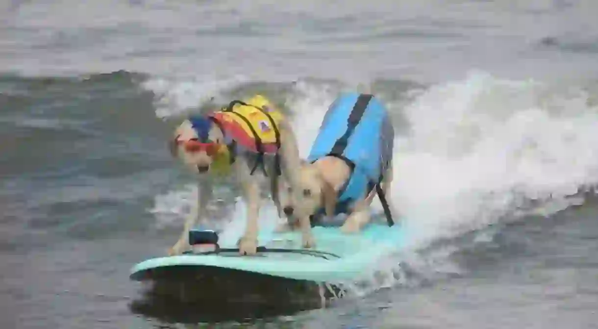 Tandem riding is one of the surf competitions categories