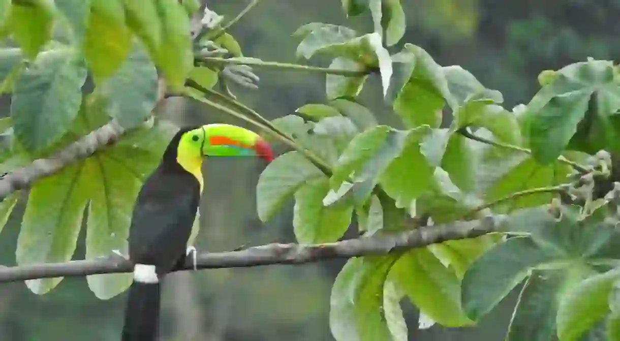 Colombian birds