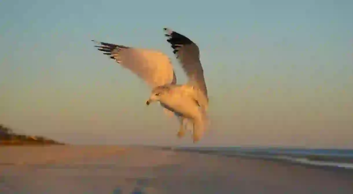 Bird Flying on Hilton Head Beach