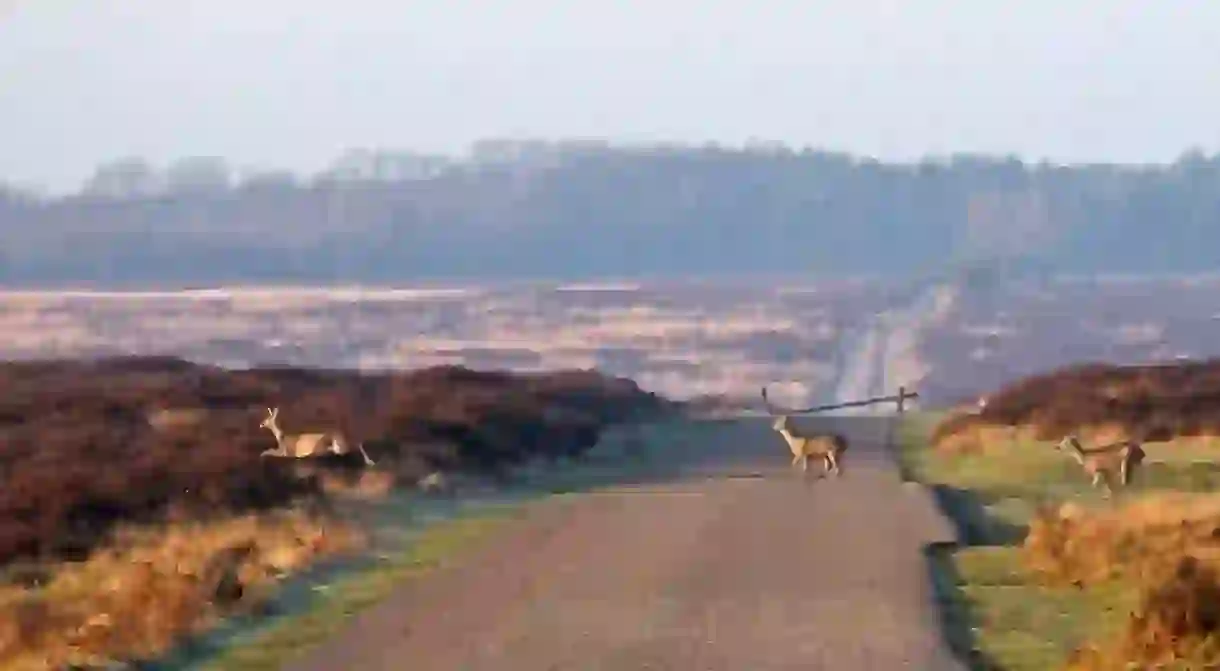 Deer in de Hoge Veluwe