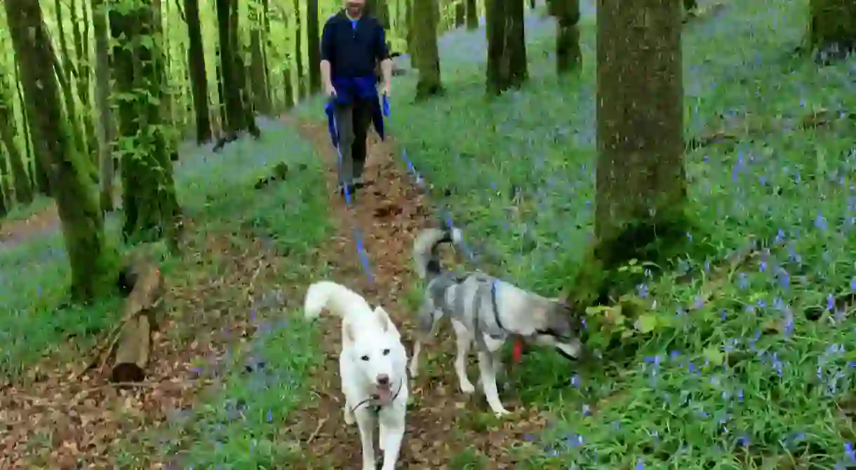 Go hiking with huskies in France