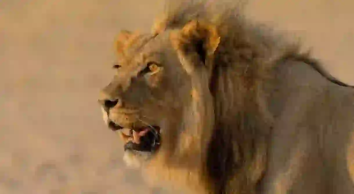 Male lion bathed in sunset light