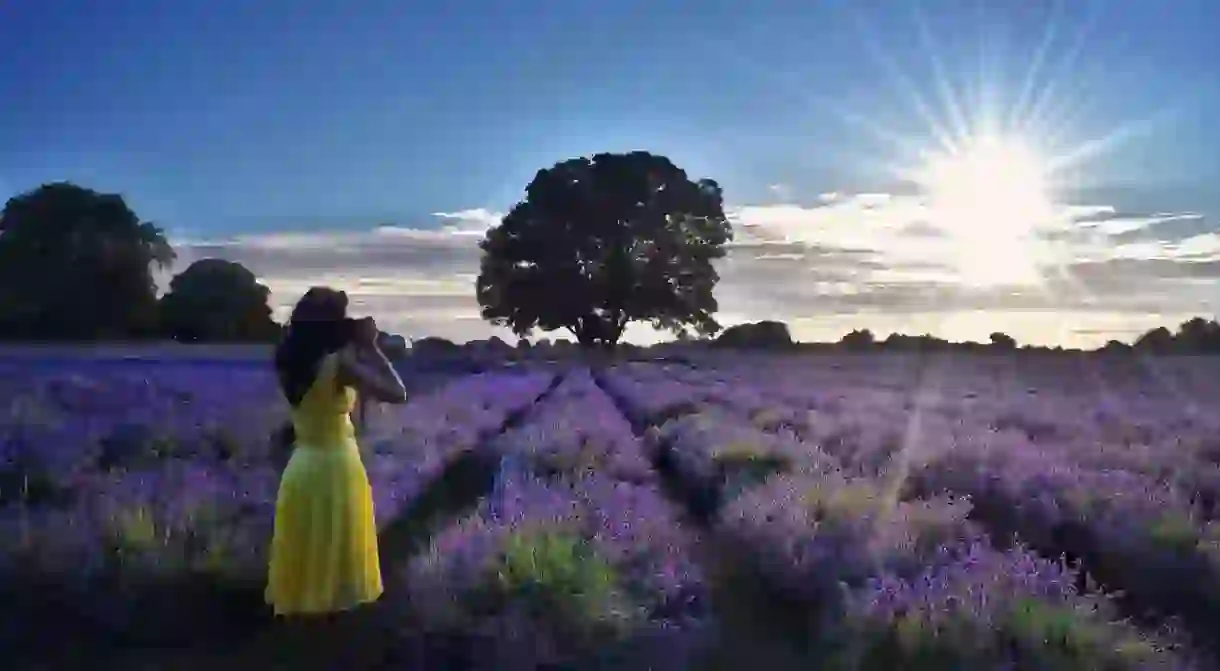 Mayfield Lavender Fields