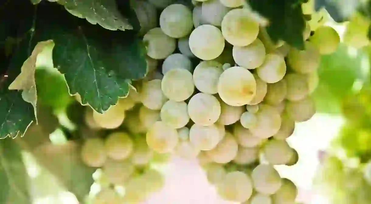 The French wine harvest