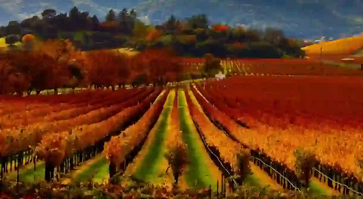 Napa Valley in the fall