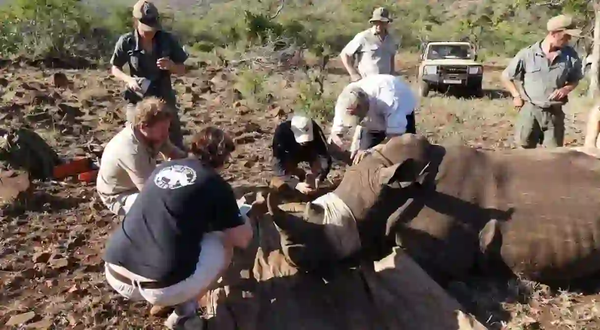 Preparing a white rhino for dehorning