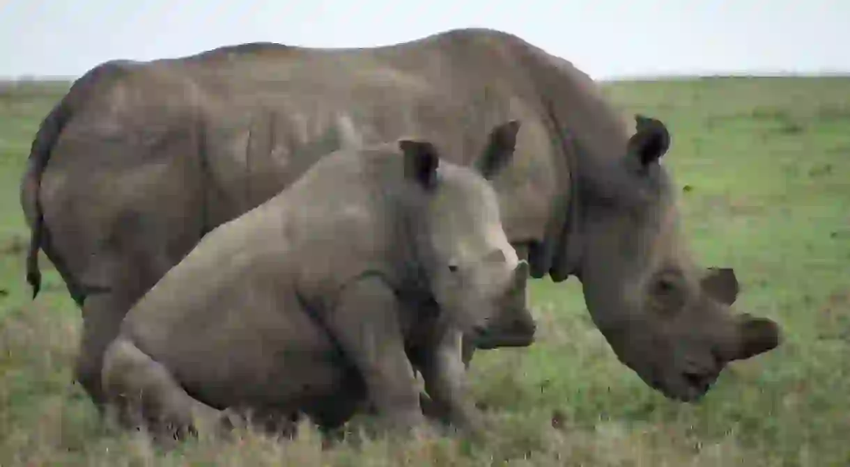 Rhinos at the Ol Pejeta Sanctuary