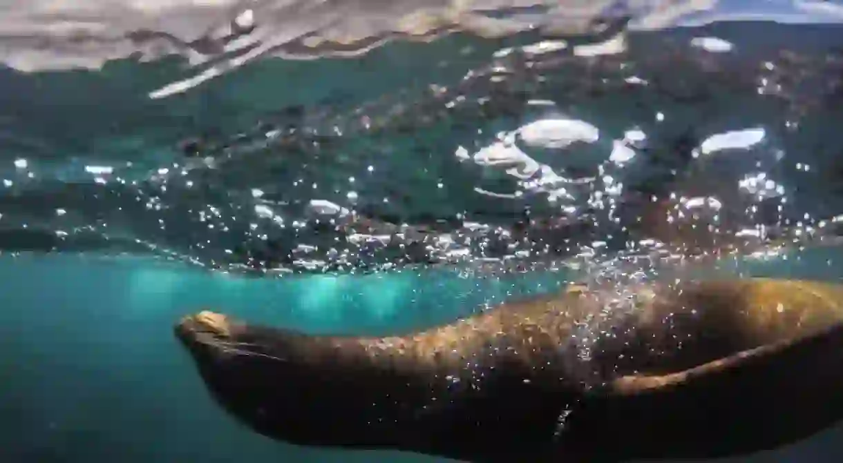 Seal swimming