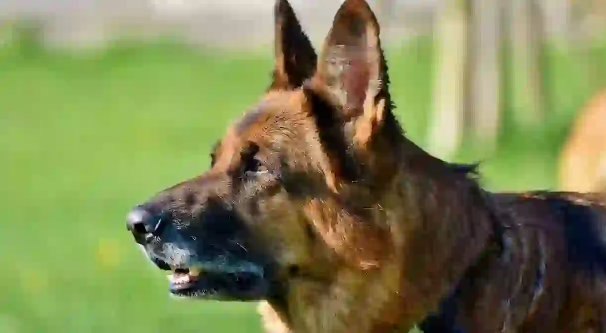 Classical music is helping police dogs chill out