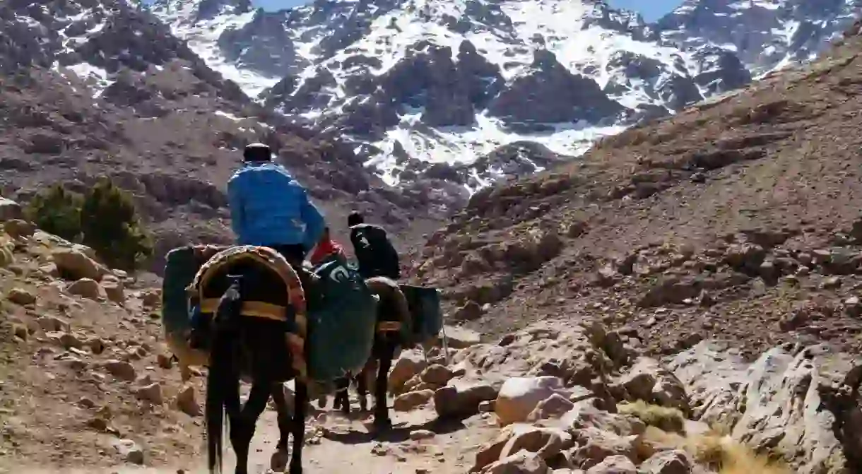 Mules carrying supplies