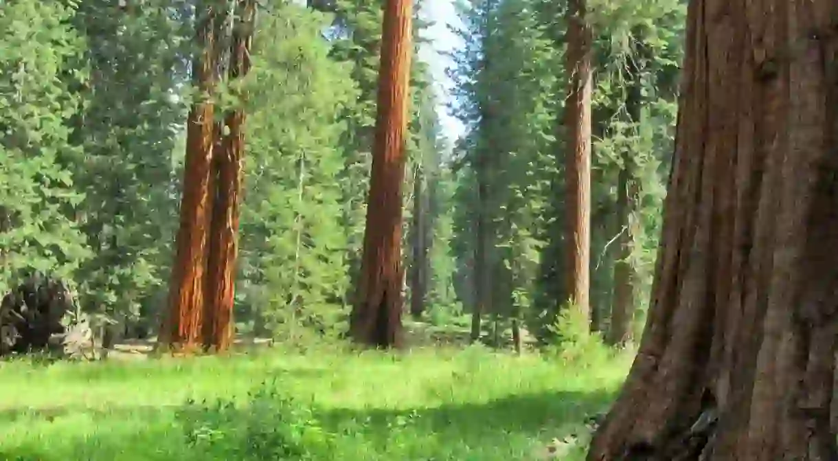 Sequoia National Park where glowing millipedes can be found at night