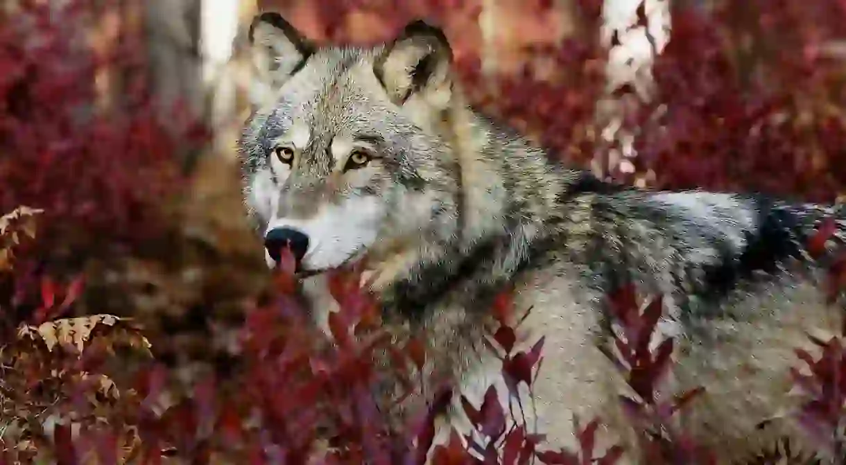 Grey wolf in beautiful red foliage