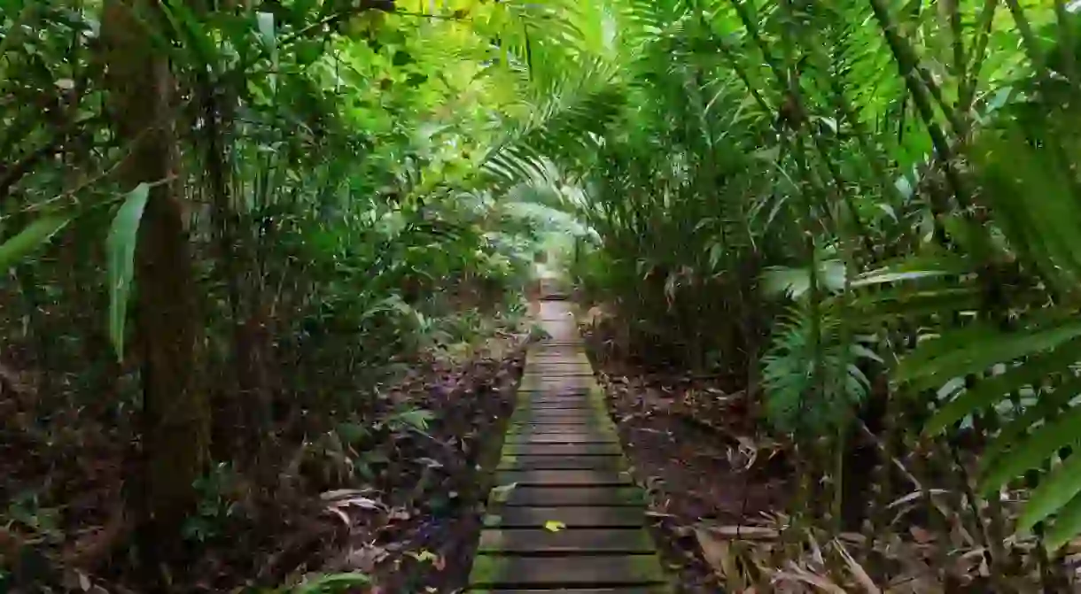 Get off the grid by exploring the jungles of Malaysia