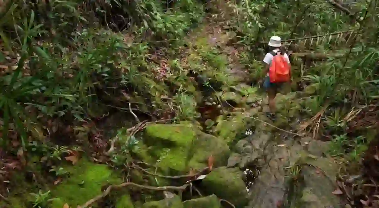 Jungle trekking in Borneo