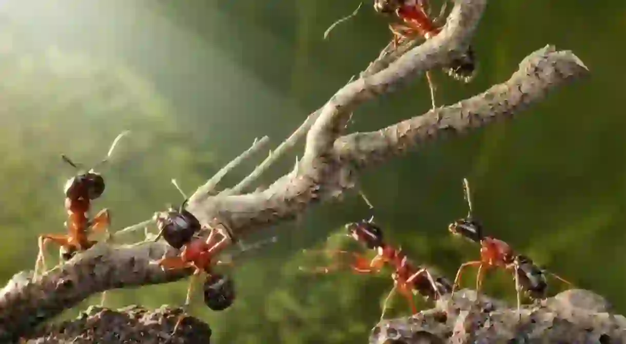 Ant colony