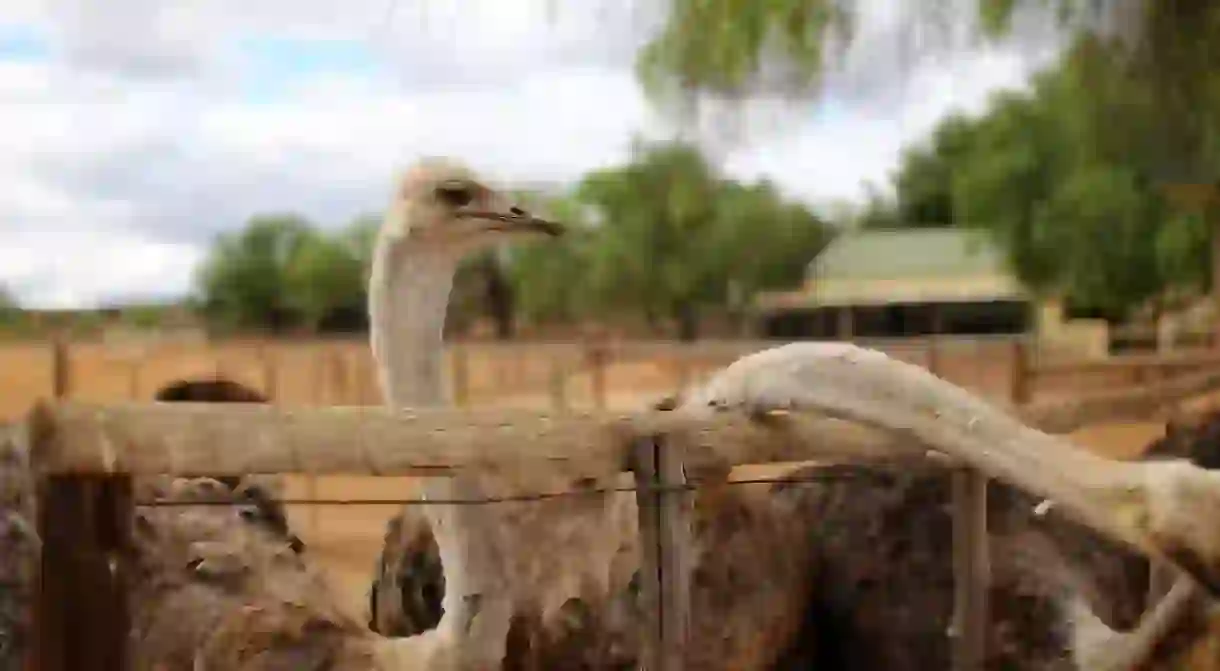 Ostrich in Oudtshoorn, South Africa