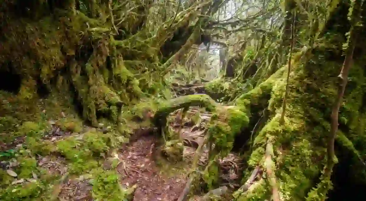 Malaysian mossy forest