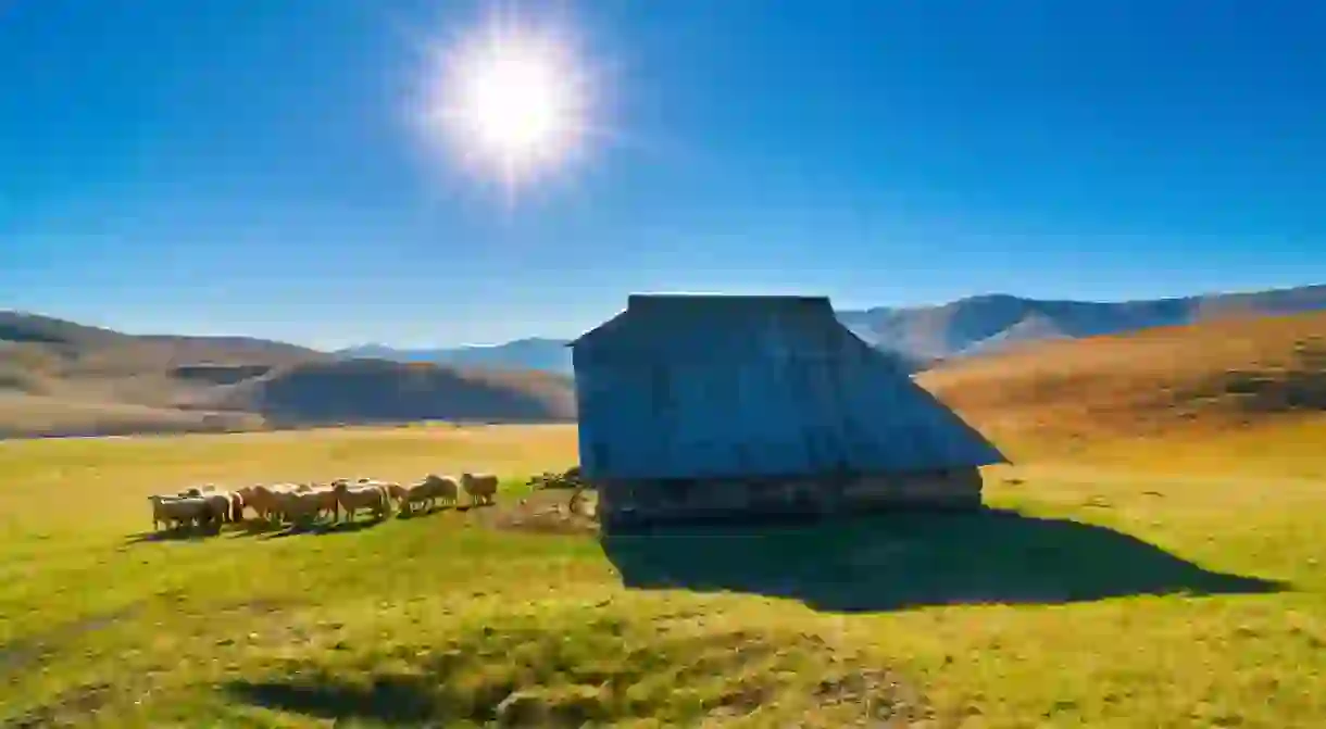 A herd of sheep in front of the sheep house in middle of mountain pasture in Zlatibor, Serbija