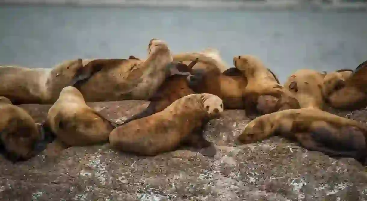 You might be lucky enough to spot sea lions on Isla del Farallón