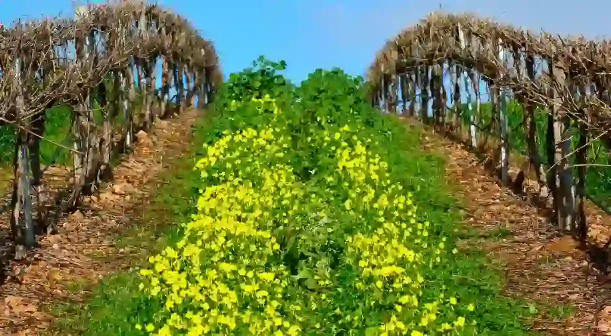 Vineyard in South Australia