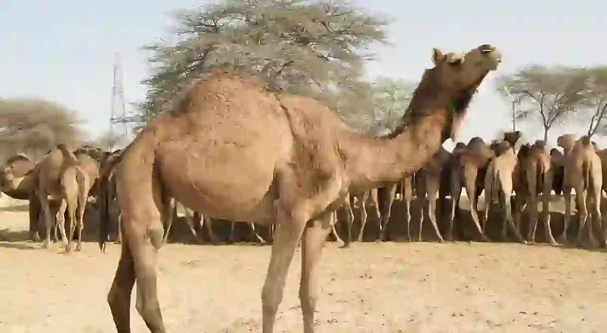 Camel