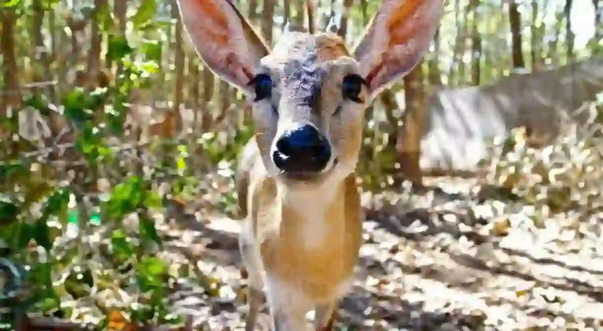 An antelope at Lilongwe Wildlife Centre (LWC)