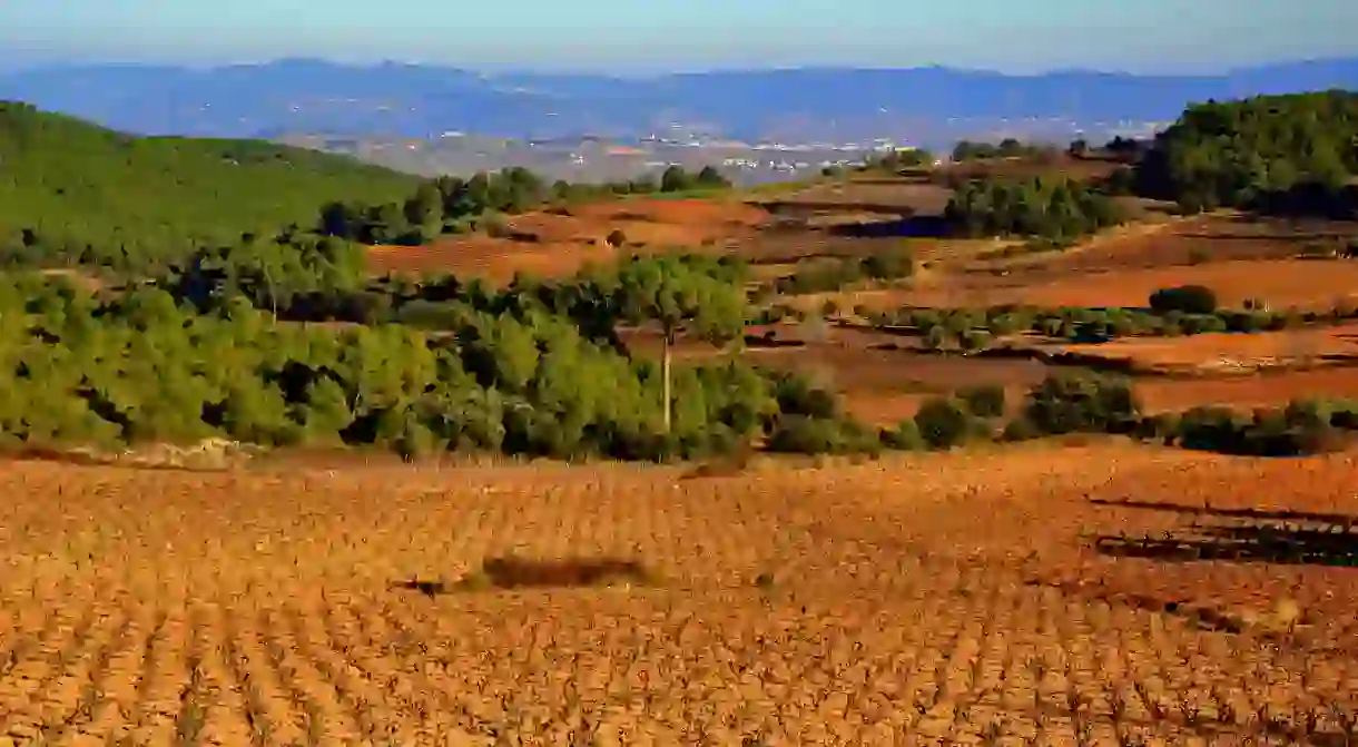 Vinyes de Can Grau, Sant Martí Sarroca