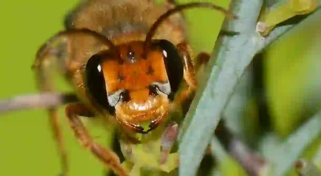 A bee seen up close