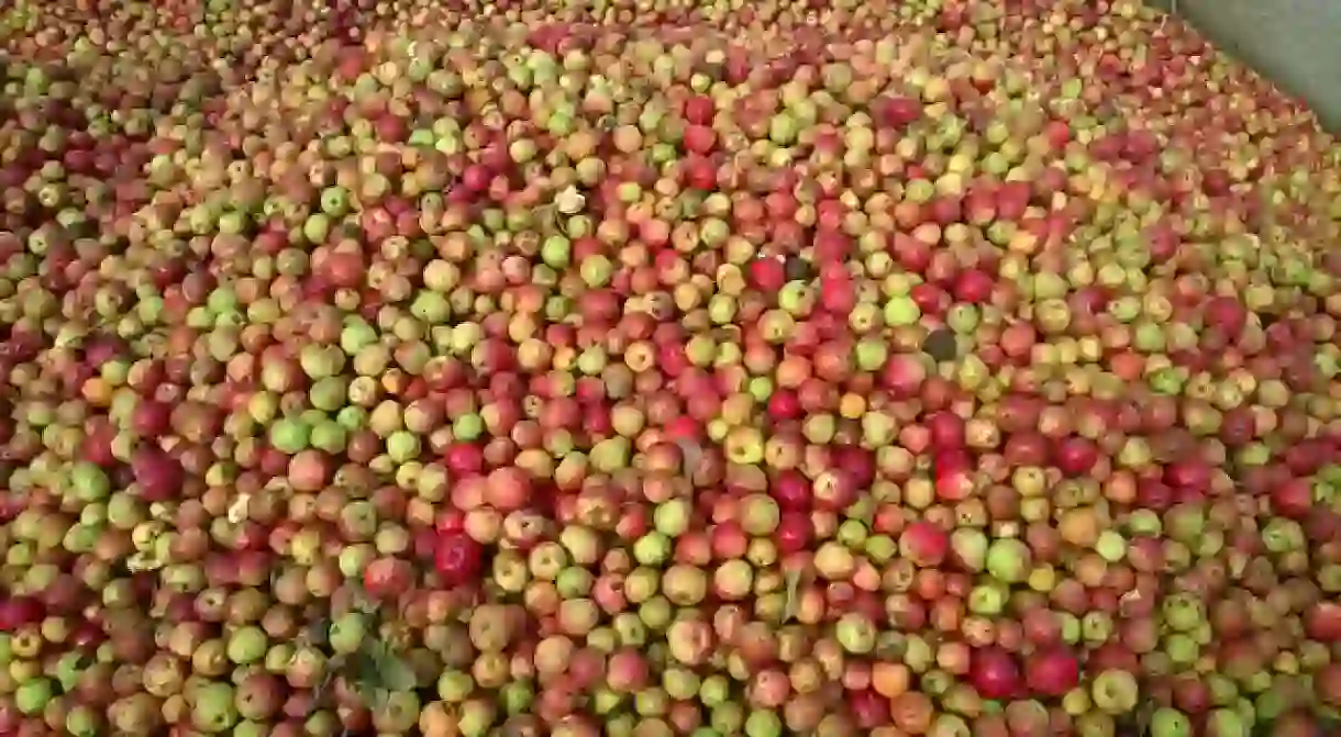 Somerset apples ready to be made in cider.