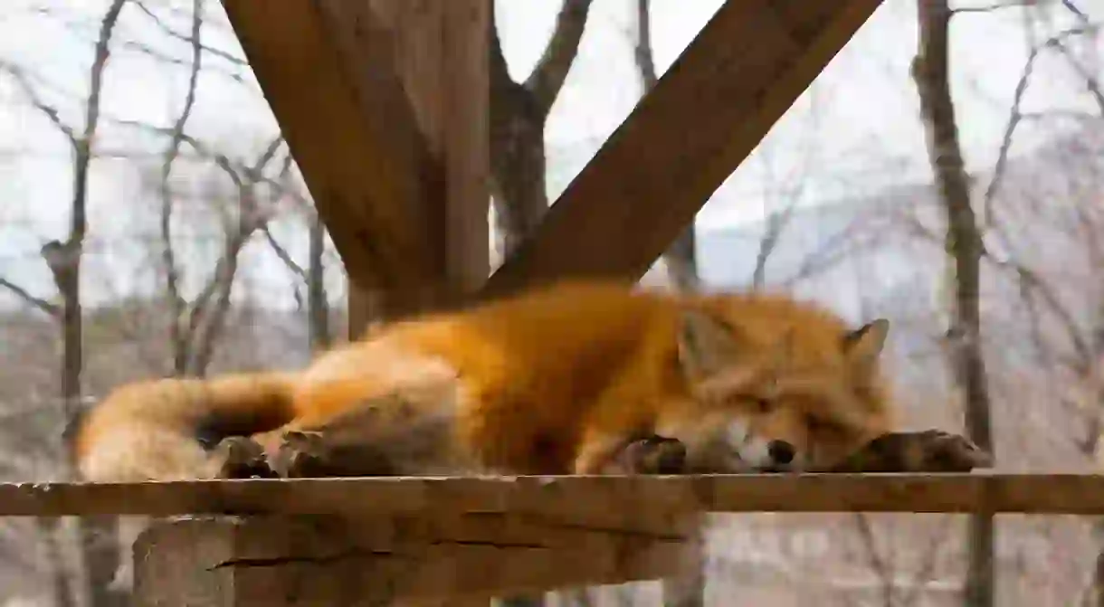 Cheeky fox sleeping