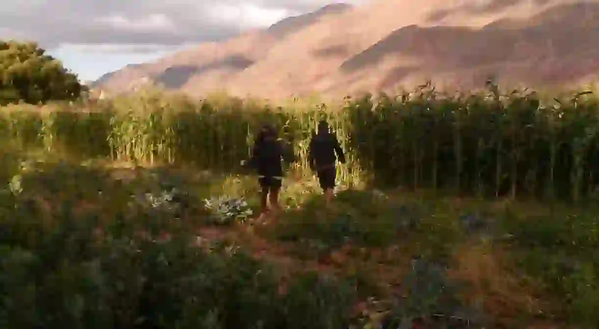 Corn field in Tilcara, Jujuy.