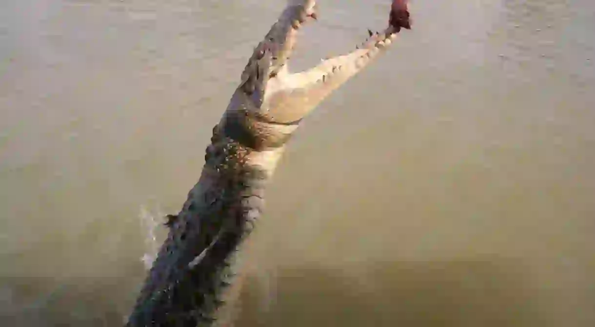 A jumping crocodile on the Adelaide River