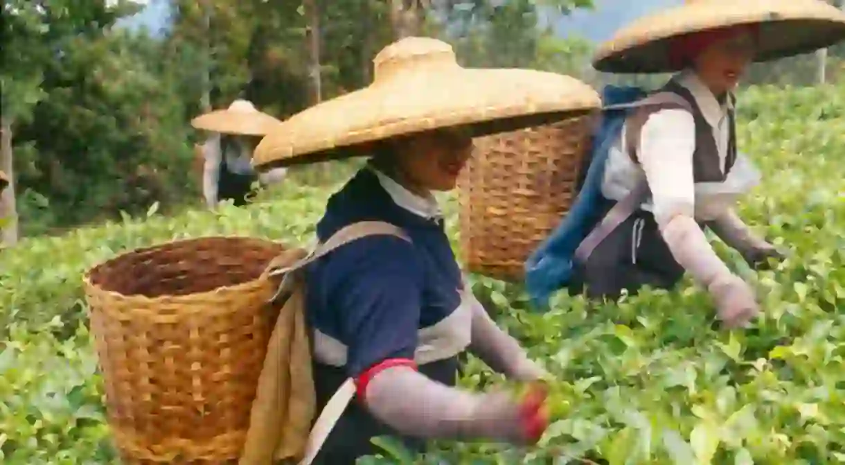 Tea plantation in Bogor, Indonesia