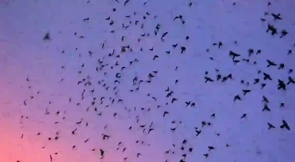 Grackles taking flight over Houston, Texas at dusk