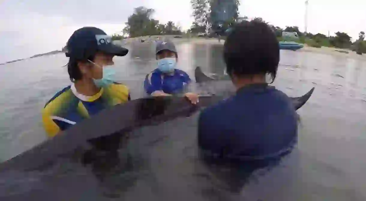 A small pilot whale was found stranded in the Na Thub Canal of Songkhla Province