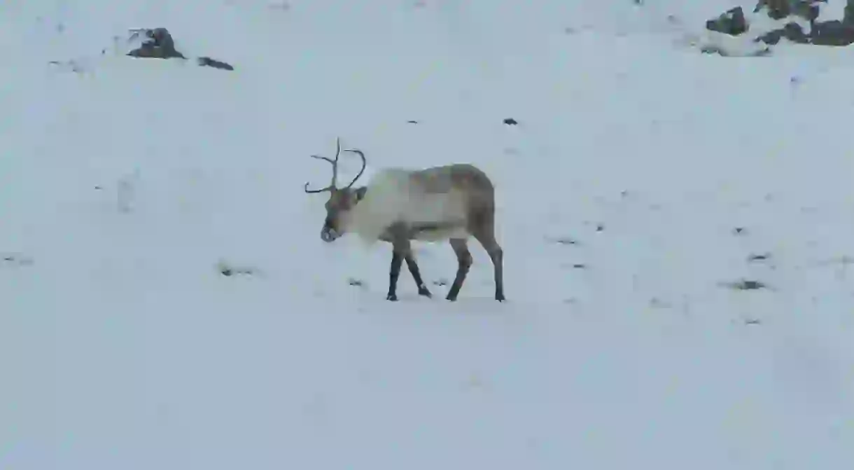 Reindeer up on the pass to Egilstadir