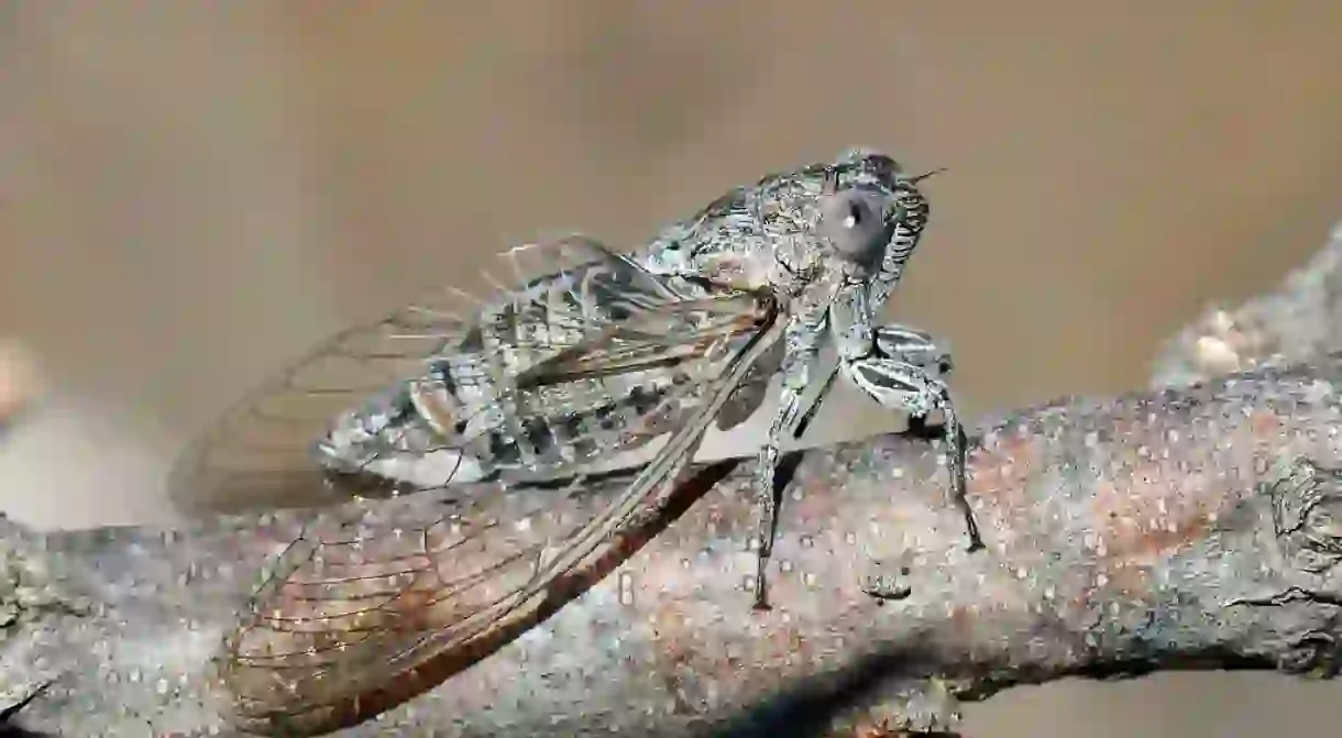 Dipped in chocolate, the cicada can be surprisingly delicious