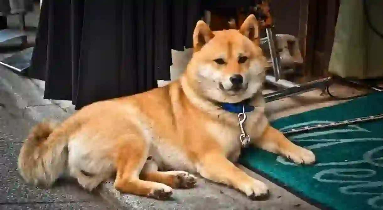 A Shiba Inu relaxing