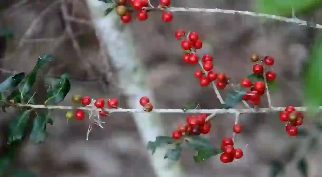 Yaupon Holly, one of the many names for the plant which cassina is made from