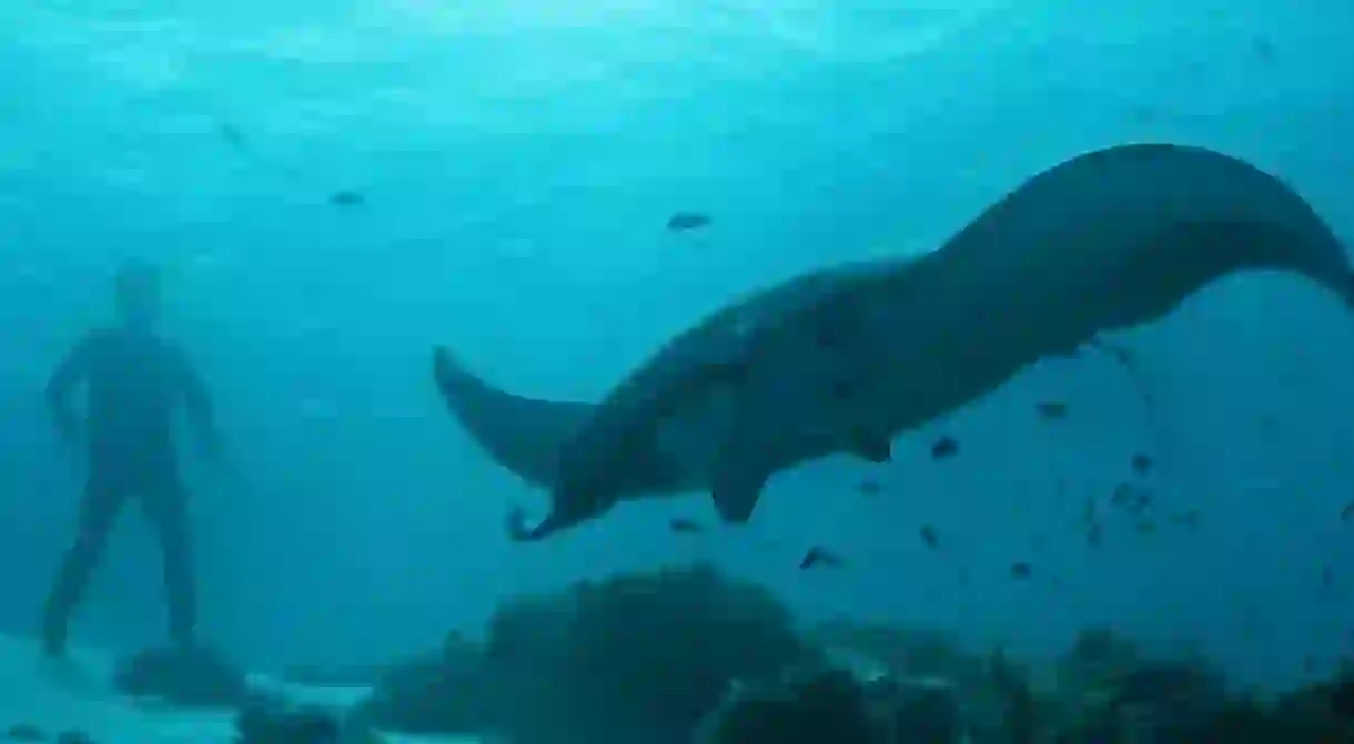 A giant manta ray was one of the incredible sights they captured