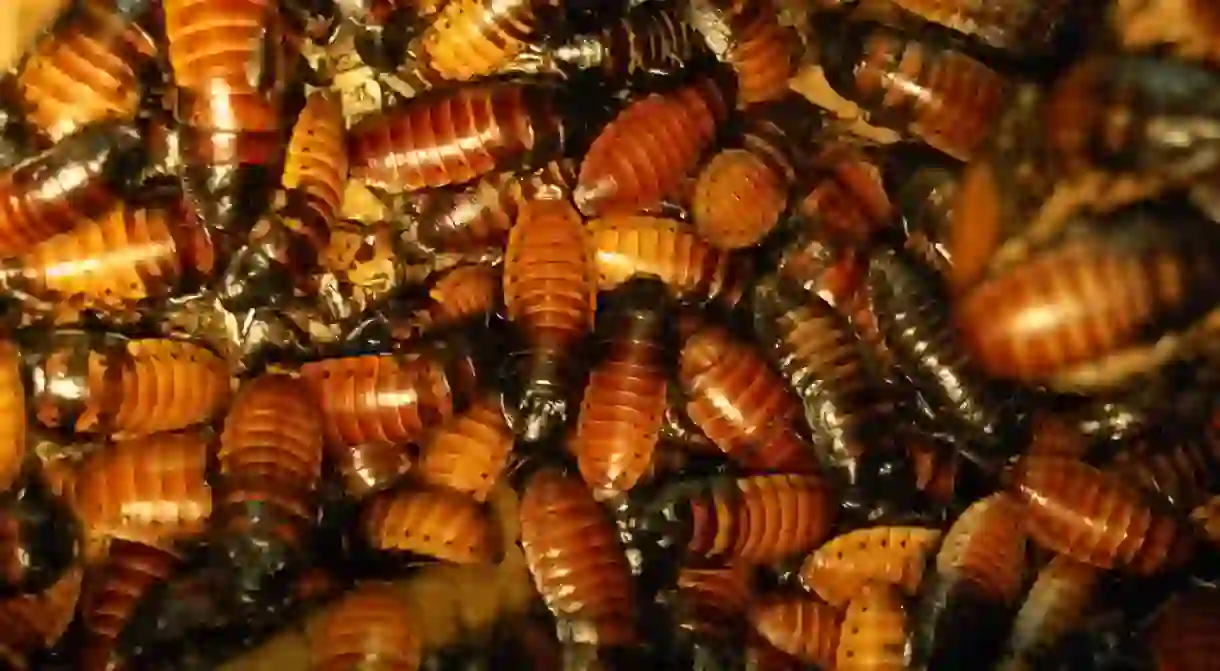 If the billions of cockroaches were to escape from the farm in China, it could cause a disaster for the citys neighbourhoods.