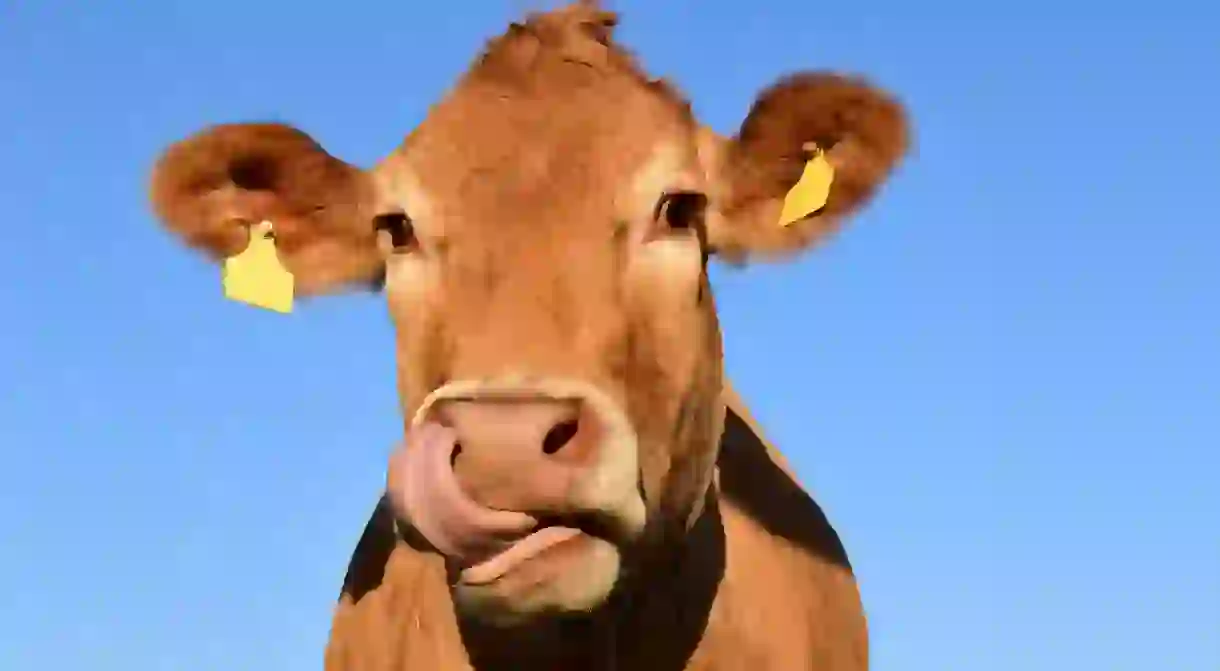 A Bulgarian cow became an international celebrity