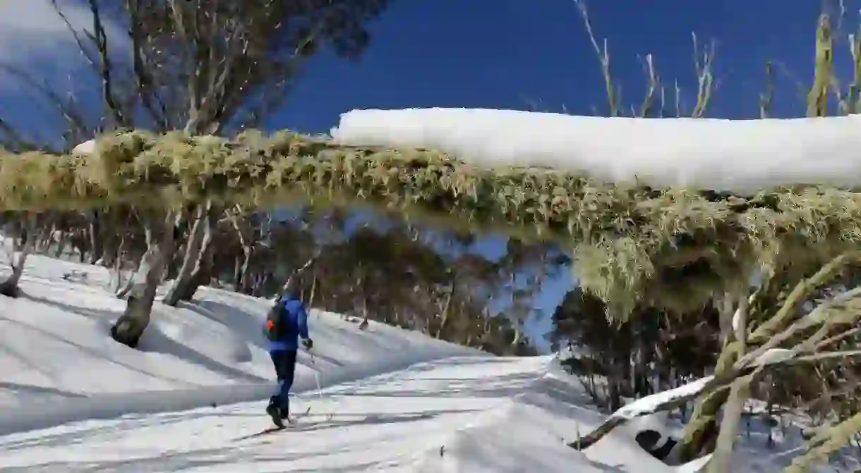 Cross-country skiing at Hotham