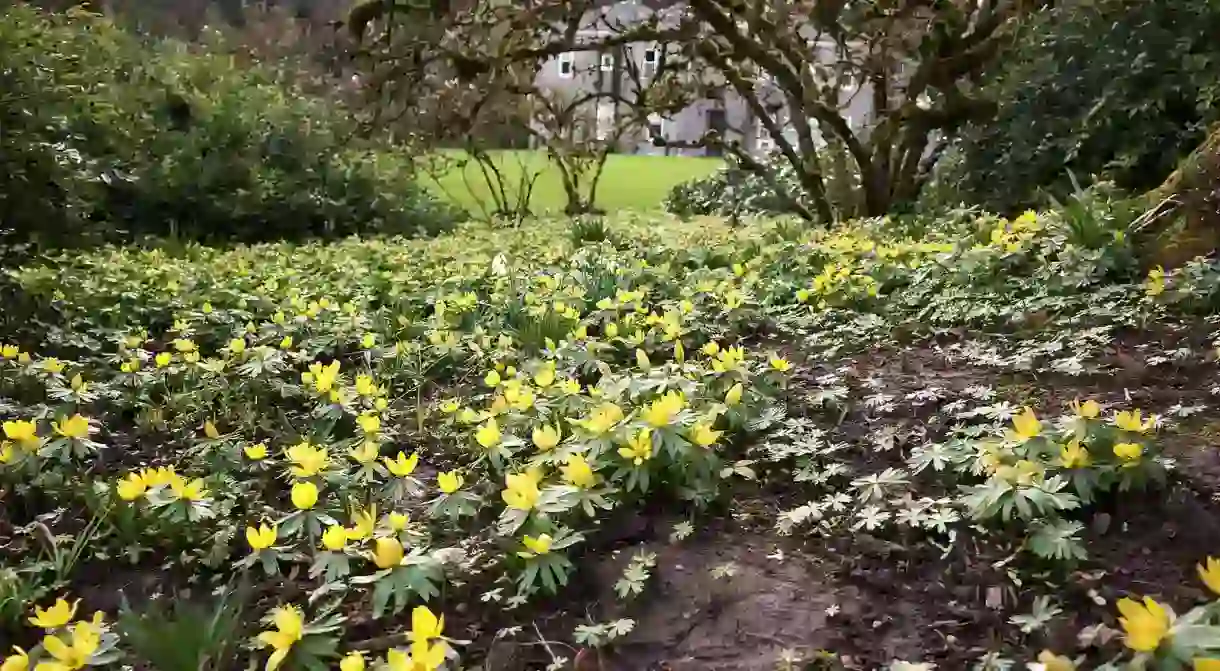 Crocus bloom at Elk Rock Garden