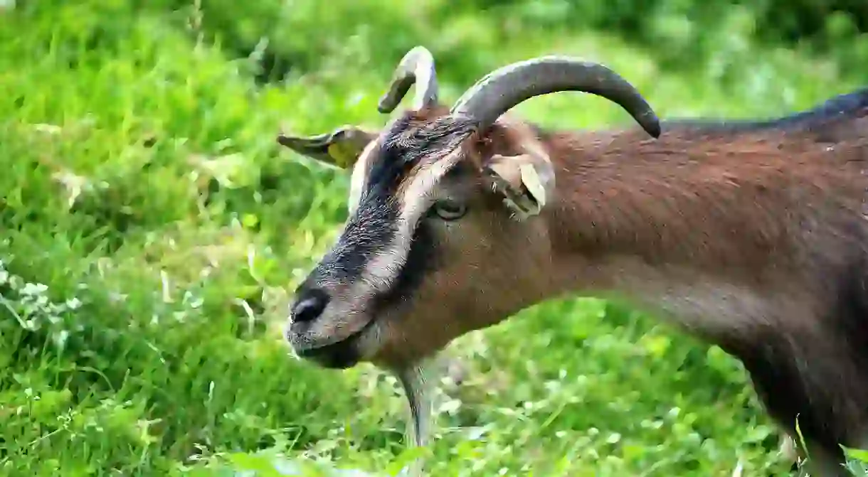 Goats are being used to prevent fires from spreading in Portugal