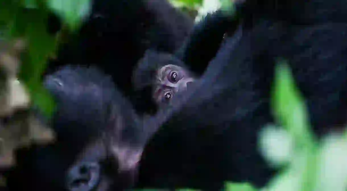 Baby gorilla in Bwindi Impenetrable Forest