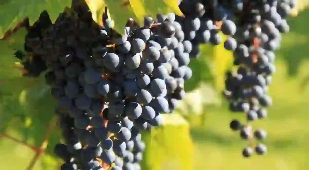 A vineyard at Lautenbach’s Orchard Country Winery & Market